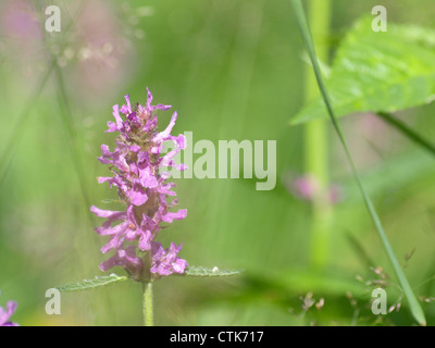 lila Betony / Niederwendischen Officinalis / Heilziest Stockfoto