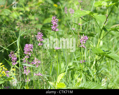 lila Betony / Niederwendischen Officinalis / Heilziest Stockfoto