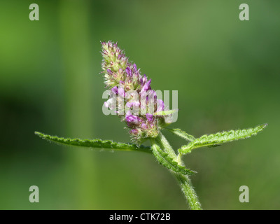 lila Betony / Niederwendischen Officinalis / Heilziest Stockfoto