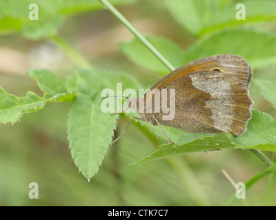 Wiese braun / Maniola Jurtina / Großes Ochsenauge Stockfoto