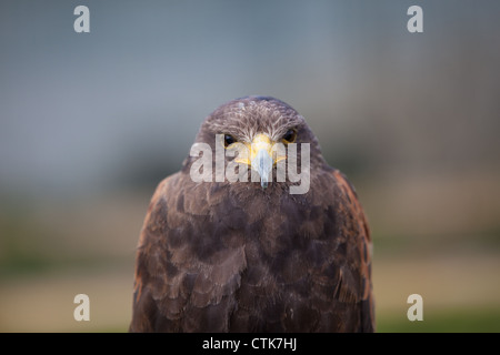 Fahren Sie auf Harris Hawk Blick in die Kamera Stockfoto