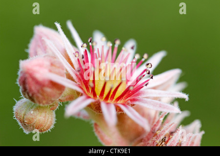 Hauswurz. Sempervivum Tectorum. Stockfoto