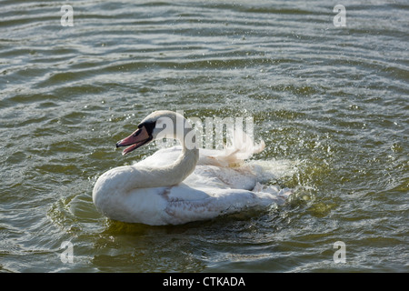 Höckerschwan (Cygnus Olor). Baden. Unreifen Vogel. Wroxham. Norfolk Broads. Stockfoto