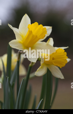 Narzisse (Narcissus Pseudonarcissus). Blütenkopf. Wildform. Norfolk. Stockfoto