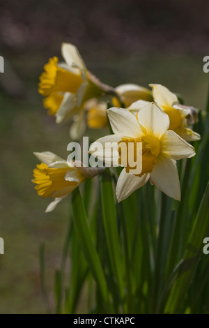 Narzissen (Narcissus Pseudonarcissus). Wildform. Hintergrundbeleuchtung durch die Frühlingssonne. . Calthorpe breit. Norfolk. Stockfoto