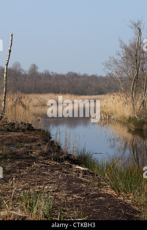 Moorbirke (Betula Pubescens). Einer der beiden einheimischen Arten, wachsen und sterben, neben Calthorpe breit. Norfolk. SSSI, NNR. Stockfoto