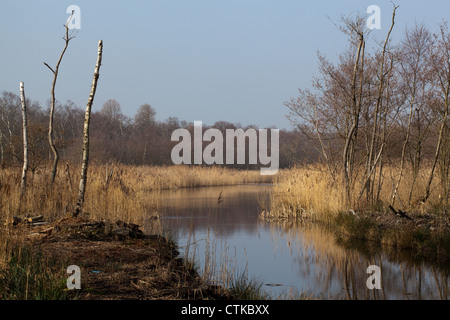 Moorbirke (Betula Pubescens). Einer der beiden einheimischen Arten, wachsen und sterben, neben Calthorpe breit. Norfolk. SSSI, NNR. Stockfoto