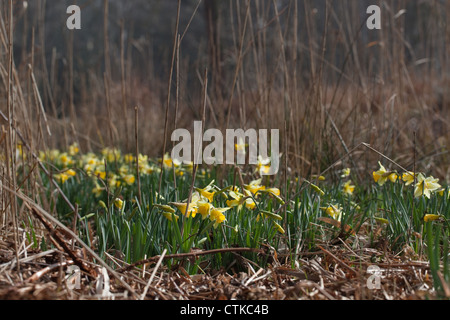 Narzissen (Narcissus Pseudonarcissus). Wildform. Calthorpe breit. Norfolk. Stockfoto