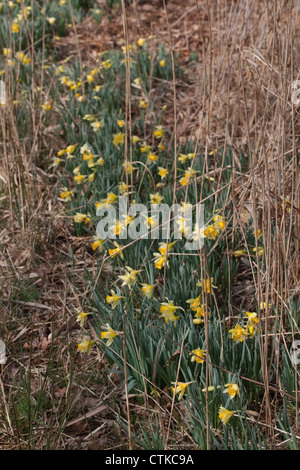 Narzissen (Narcissus Pseudonarcissus). Wildform. Calthorpe breit. Norfolk. Stockfoto