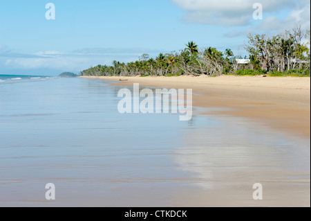 Palmen gesäumte Wongaling Strand von Mission Beach an Cassowary Küste weit North Queensland, Australien Stockfoto