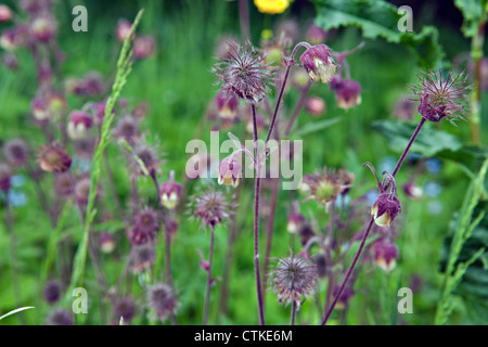 Nahaufnahme von Geum Rivale Wasser Avens blüht im Kemeru Nationalpark Lettlands Stockfoto