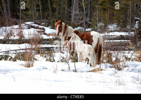 Wilde Pferde, eine Pinto Stute und eine weiße Fohlen in der Wildnis von Nord-Alberta, Kanada. Stockfoto