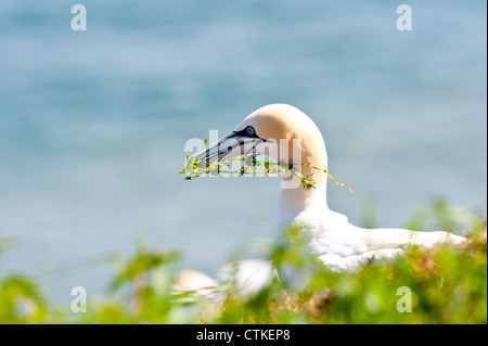 Basstölpel (Sula Bassana, Morus Bassanus) sammelt Nest nisten Vegetation Pflanzenmaterial auf einer Klippe. Stockfoto