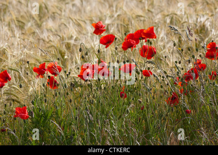 Mohn (Papaver Rhoeas). Auf Perimeterof wachsen eine fast Reifen Gerste Ernte. Norfolk. Stockfoto