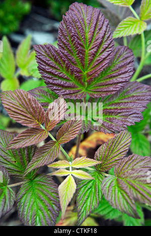 Neue Blätter des Europäischen Kratzbeere Rubus Caesius in Nahaufnahme Stockfoto