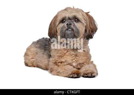 Lhasa Apso vor einem weißen Hintergrund Stockfoto