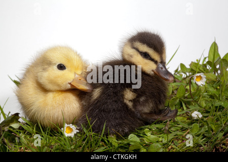 Enten (Anas Platyrhynchos). Geschwister, aus derselben Kupplung von Eiern und Abstammung, Herstellung von "normalen" Farbe Form und Leucystic. Stockfoto