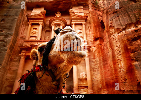 Nahaufnahme von einem Kamel Kopf vor der Schatzkammer in der Petra-Schlucht Stockfoto