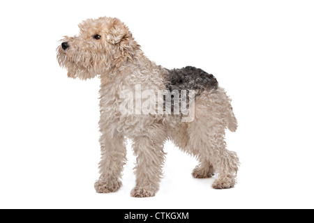 Wire Fox Terrier vor einem weißen Hintergrund Stockfoto