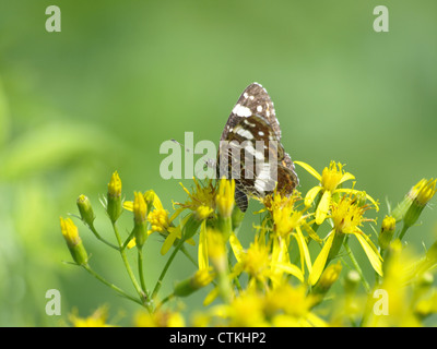 Karte, Schmetterling, (Sommer) der zweiten Generation / Araschnia Levana / Landkärtchen, Sommergeneration Stockfoto