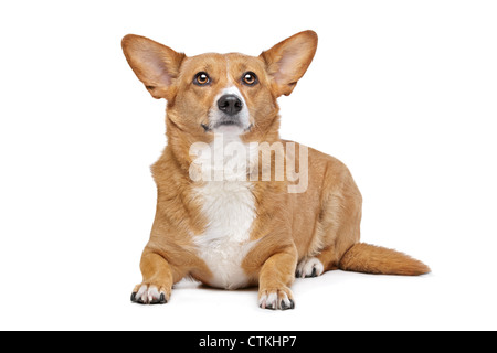 Mischling Hund. Corgi und Deutscher Schäferhund-mix Stockfoto, Bild ...