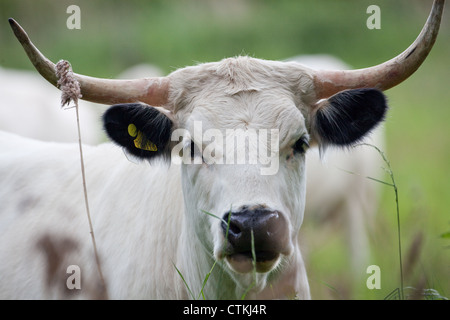 Britische White Park Kuh (Bos Taurus). Weiblich, private Immobilien, Norfolk. SSSI, Site of Special Scientific Interest Verwaltung verwendet. Stockfoto