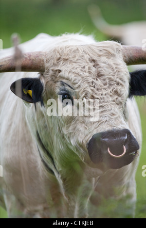 Britische White Park Bull (Bos Taurus), beugte sich über den Stacheldrahtzaun. Stammbaum Stud Tier, Privatgrundstück, Norfolk. Stockfoto