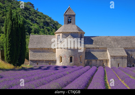Senanque 04 Stockfoto