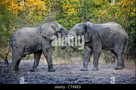 Elefanten kämpfen im Liwonde Nationalpark malawi Stockfoto