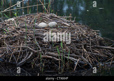 verlassene Eiern im Schwanennest Stockfoto