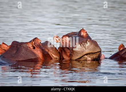 Nilpferd im Liwonde Nationalpark Malawi schlafen Stockfoto