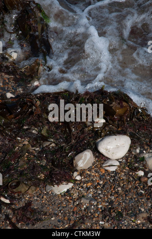 Meerwasser über Kieselsteine Algen Schindel Stockfoto