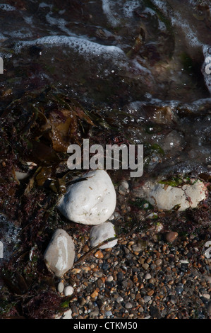 Meerwasser über Kieselsteine Algen Schindel Stockfoto