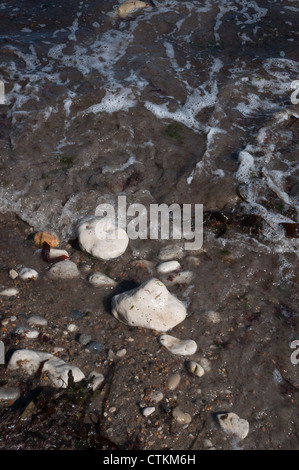 Meerwasser über Kieselsteine Algen Schindel Stockfoto