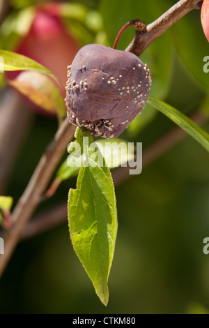 Rotton Pflaumen am Baum mit Hefe Wachstum Pflaume Lizzie - Prunus domestica Stockfoto