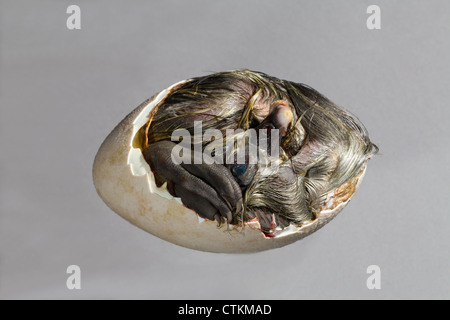 Ente (Anas Platyrhynchos); Entlein, noch in der Eierschale, Abschnitt entfernt. Bekannt als "Tot in Shell", durch Tierhändler. Stockfoto