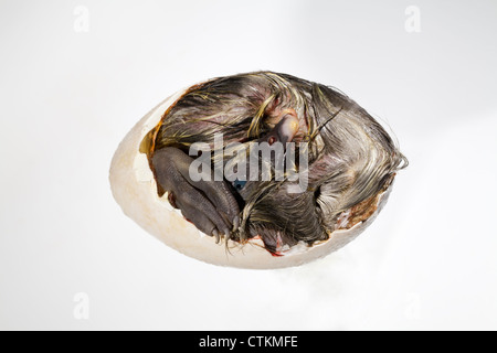 Ente (Anas Platyrhynchos); Entlein, noch in der Eierschale, Abschnitt entfernt. Bekannt als "Tot in Shell", durch Tierhändler. Stockfoto