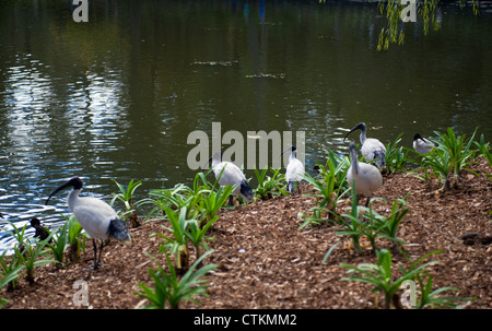 Eine Herde von Australian White Ibis in Brisbane Botanic Gardens Stockfoto