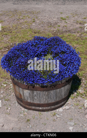 Blaue Lobelie Blumen wachsen in ehemaligen Fässer auf dem display Stockfoto