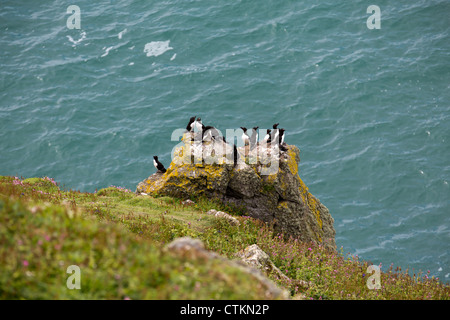 Tordalken (Alca Torda) und Trottellummen Kolonie thront auf Felsen Skomer Island Pembrokeshire Wales UK 127484 Skomer Stockfoto