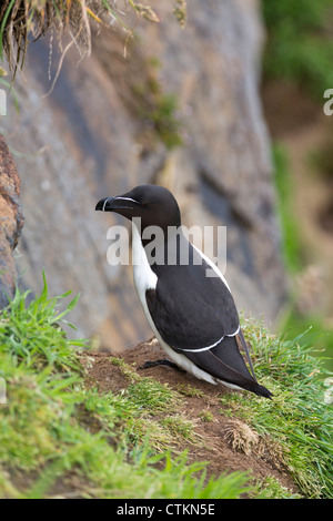 Tordalk (Alca Torda) thront auf Felsen Skomer Island Pembrokeshire Wales UK 127508 Skomer Stockfoto