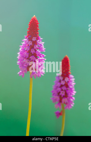 Rote heiße Poker Primel Primula Vialii Blume Stockfoto