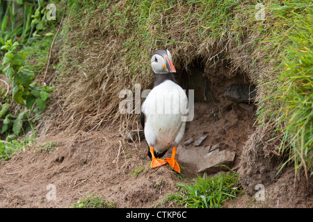 Papageitaucher (Fratercula Arctica) in der Nähe von seinem Bau auf Skomer Isand Pembokeshire Wales UK 127558 Skomer Stockfoto