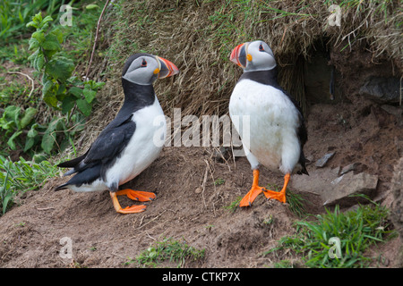 Paar Papageitaucher (Fratercula Arctica) in der Nähe von Fuchsbau auf Skomer Isand Pembokeshire Wales UK 127564 Skomer Stockfoto