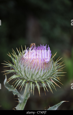 Schwebfliege auf einer Distel Blume Stockfoto