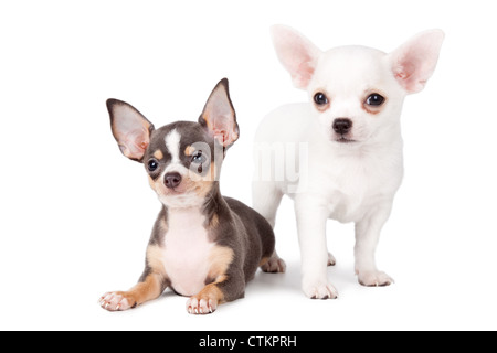 Zwei Welpen Chihuahuas auf weißem Hintergrund. Stockfoto