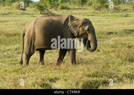 Asiatischer Elefant in Uda Walawe Nationalpark, Sri Lanka Stockfoto