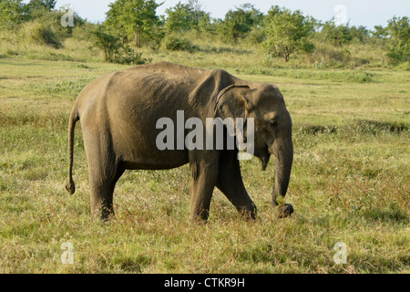 Asiatischer Elefant in Uda Walawe Nationalpark, Sri Lanka Stockfoto