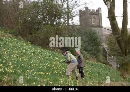 Narzissen (Narcissus Pseudonarcissus). " Eine Vielzahl von goldenen Narzissen. William Wordsworth. St. Marien Kirche Doras Feld, Rydal Stockfoto