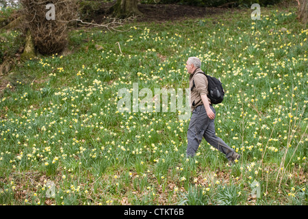 Narzissen (Narcissus Pseudonarcissus). " Eine Vielzahl von goldenen Narzissen. William Wordsworth. St. Marien Kirche Doras Feld, Rydal Stockfoto